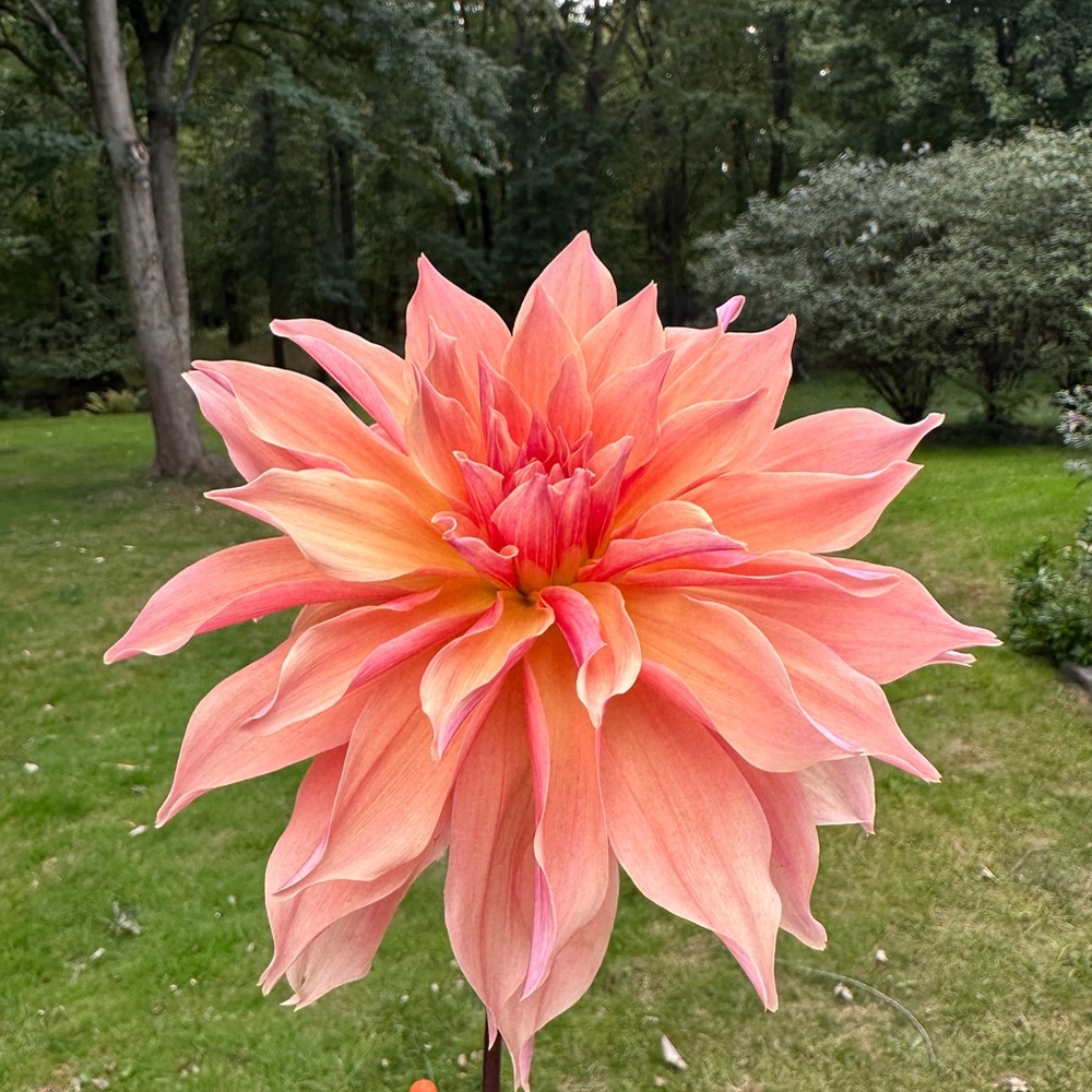 Labyrinth decorative dahlia - 1 Tuber